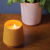 Rooted Candle, Lavender - Planting Kits - 3