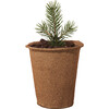 One-For-One Tree Kit, Blue Spruce - Planting Kits - 2