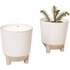 Glow & Grow Frosted Forest Candle + Spruce Grow Kit - Planting Kits - 1 - thumbnail