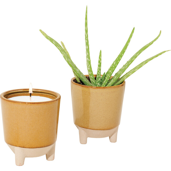 Glow & Grow Desert Oasis Candle + Aloe Grow Kit