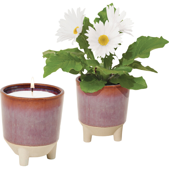 Glow & Grow Wildflower Candle + Daisy Grow Kit