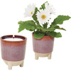 Glow & Grow Wildflower Candle + Daisy Grow Kit - Planting Kits - 1 - thumbnail