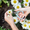 Garden Shears - Accents - 2