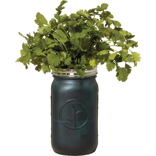 Garden Jar, Cilantro