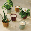 Glow & Grow Wildflower Candle + Daisy Grow Kit - Planting Kits - 2