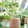 Flower Grow Kit, Morning Glory - Planting Kits - 2