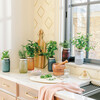 Garden Jar, Parsley - Planting Kits - 2