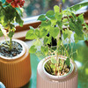 Flower Grow Kit, Morning Glory - Planting Kits - 3