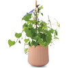 Flower Grow Kit, Morning Glory - Planting Kits - 5