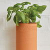 Growing Gourmet Botanical Gift Box Set - Planting Kits - 4