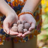 Bright Side Seed Balls, Grow Peace - Seed Kits - 2