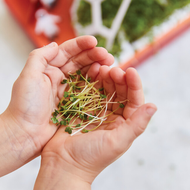 Microgreens Pop Up Garden, Out of this world - Planting Kits - 5