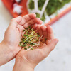 Microgreens Pop Up Garden, Out of this world - Planting Kits - 5