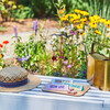 Bright Side Seed Balls, Grow Peace - Seed Kits - 3