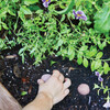 Bright Side Seed Balls, Grow Comfort - Seed Kits - 2
