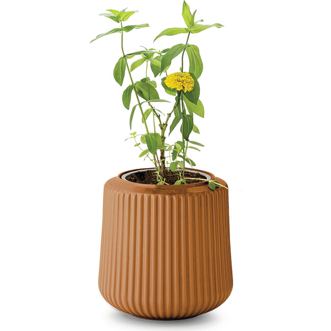 Flower Grow Kit, Zinnia Dahlia - Planting Kits - 5