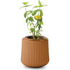 Flower Grow Kit, Zinnia Dahlia - Planting Kits - 5
