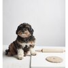 A Dog At The Beach - Activities - 2