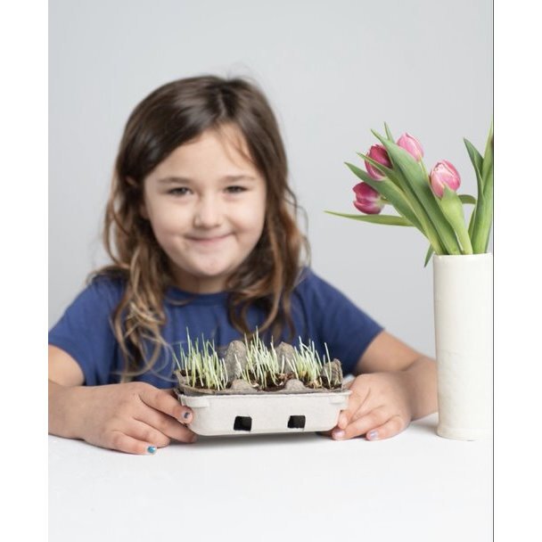 Egg Coloring & Grass Growing Kit - Art Supplies - 3