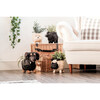 Schnauzer Animal Planter, Black - Planters - 2