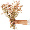 Blush Globe Amaranth Dried Flower Bunch - Accents - 1 - thumbnail
