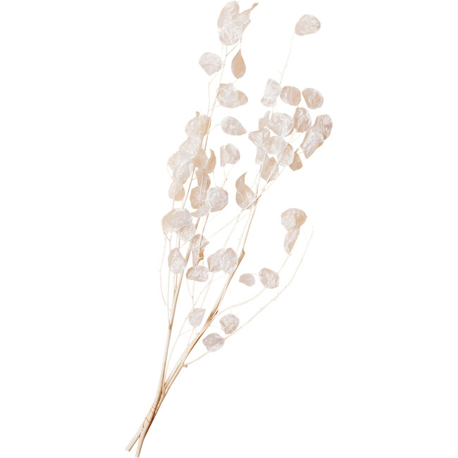 White Lunaria Bunch