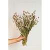 Blush Globe Amaranth Dried Flower Bunch - Accents - 2