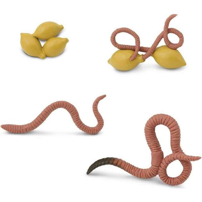 Safari Life Cycle of a Worm - STEM Toys - 2