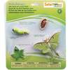 Safari Life Cycle of a Luna Moth - STEM Toys - 1 - thumbnail