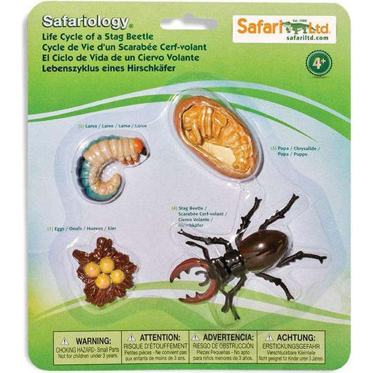 Safari Life Cycle of a Stag Beetle