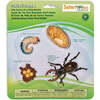 Safari Life Cycle of a Stag Beetle - STEM Toys - 1 - thumbnail