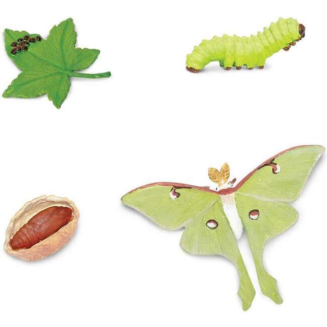 Safari Life Cycle of a Luna Moth - STEM Toys - 2