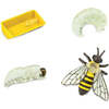 Safari Life Cycle Of A Honey Bee - STEM Toys - 2