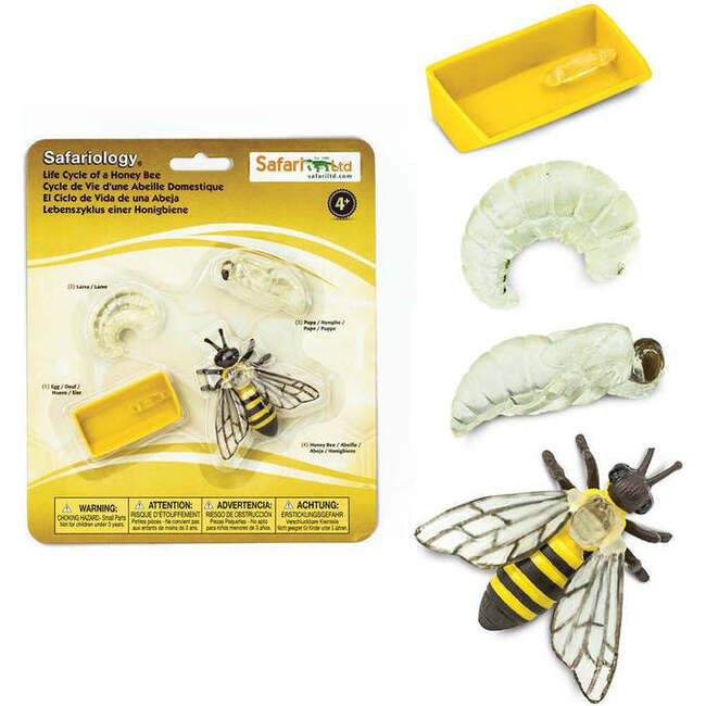 Safari Life Cycle Of A Honey Bee - STEM Toys - 3