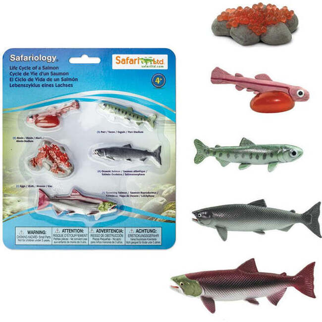 Safari Life Cycle Of A Salmon - STEM Toys - 2