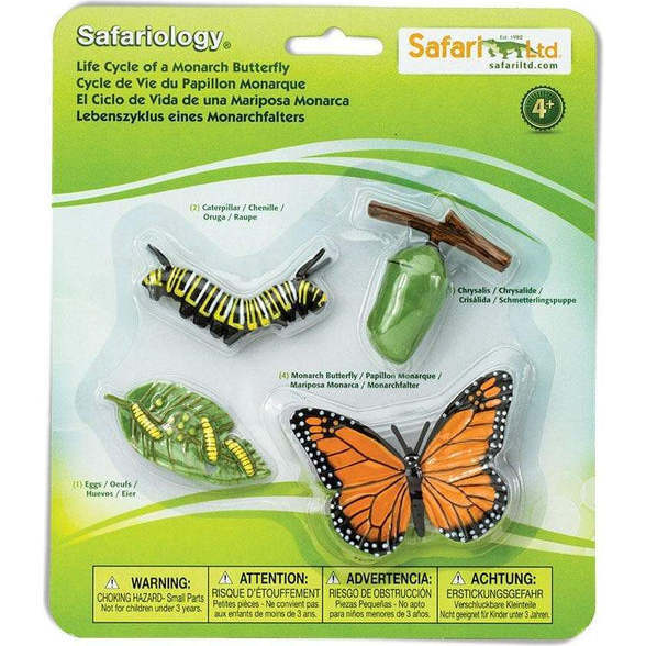 Safari Life Cycle Of A Monarch Butterfly