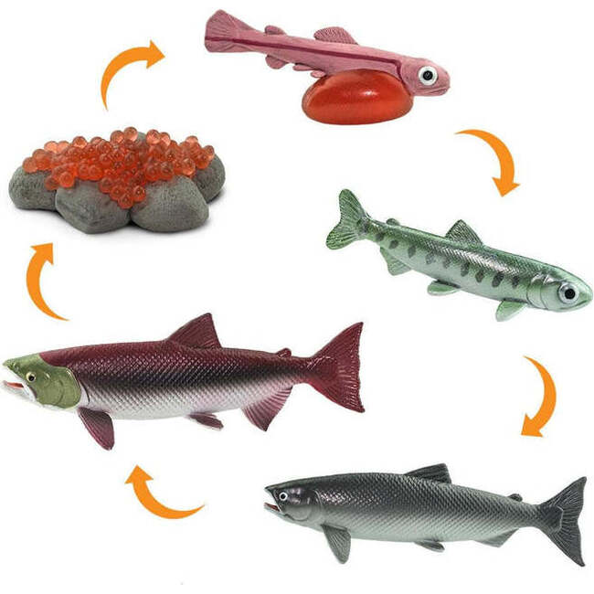 Safari Life Cycle Of A Salmon - STEM Toys - 3