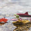 Safari Life Cycle Of A Salmon - STEM Toys - 4