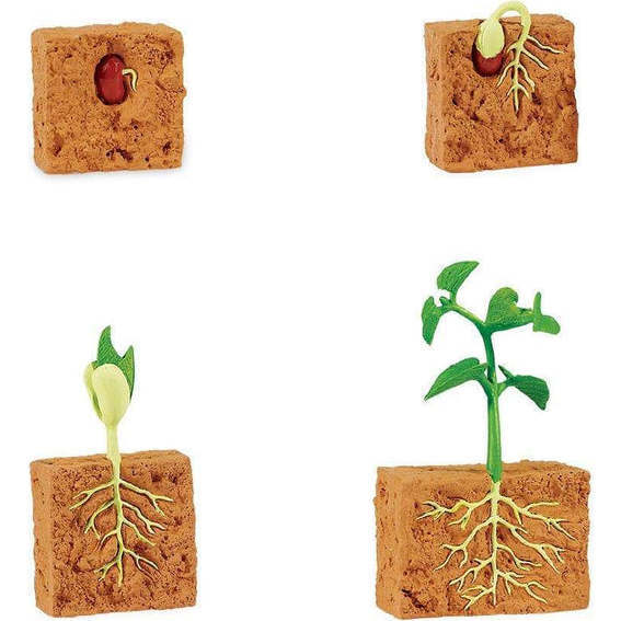 Safari Life Cycle Of A Green Bean Plant - STEM Toys - 2