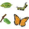 Safari Life Cycle Of A Monarch Butterfly - STEM Toys - 3