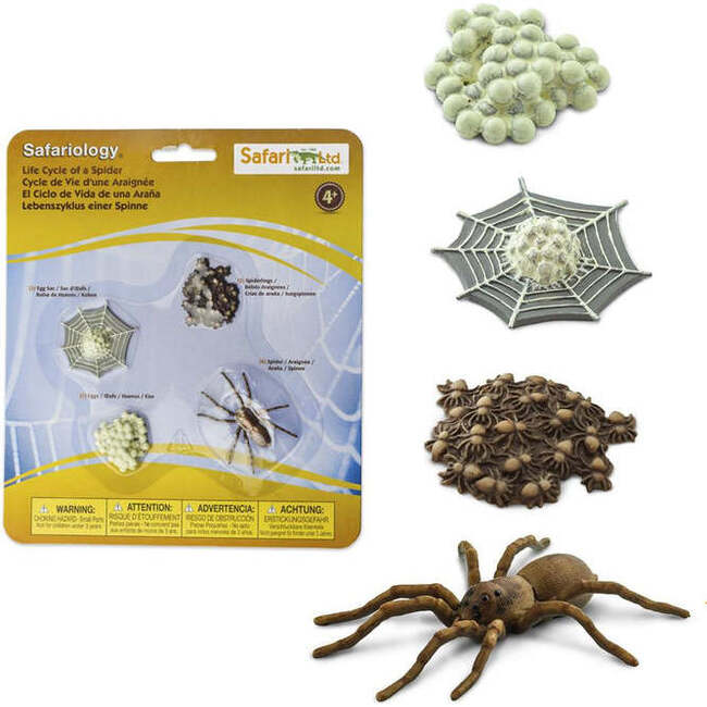 Safari Life Cycle Of A Spider - STEM Toys - 2