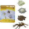 Safari Life Cycle Of A Spider - STEM Toys - 2
