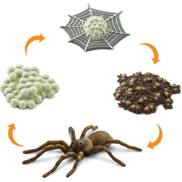 Safari Life Cycle Of A Spider - STEM Toys - 3