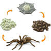 Safari Life Cycle Of A Spider - STEM Toys - 3
