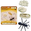 Safari Life Cycle Of An Ant - STEM Toys - 1 - thumbnail