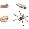 Safari Life Cycle of a Mosquito - STEM Toys - 2