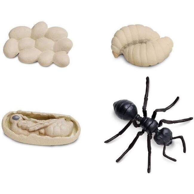 Safari Life Cycle Of An Ant - STEM Toys - 2