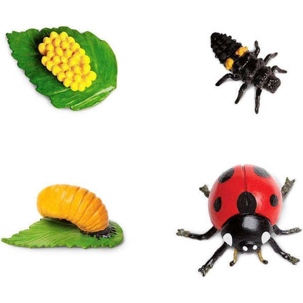 Safari Life Cycle Of A Ladybug - STEM Toys - 3