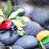 Safari Life Cycle Of A Ladybug - STEM Toys - 4