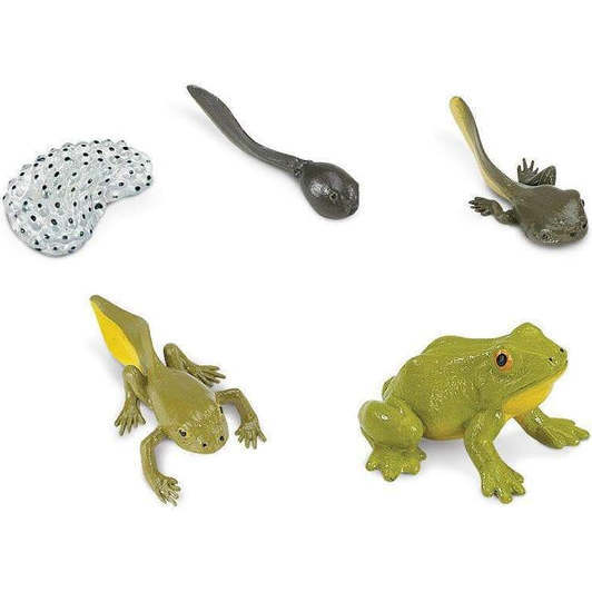 Safari Life Cycle Of A Frog - STEM Toys - 2